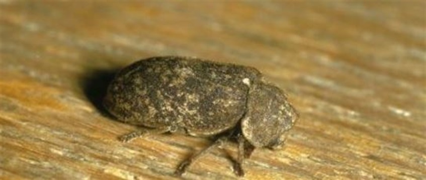 El Xestobium rufovillosum o Escarabajo de la muerte