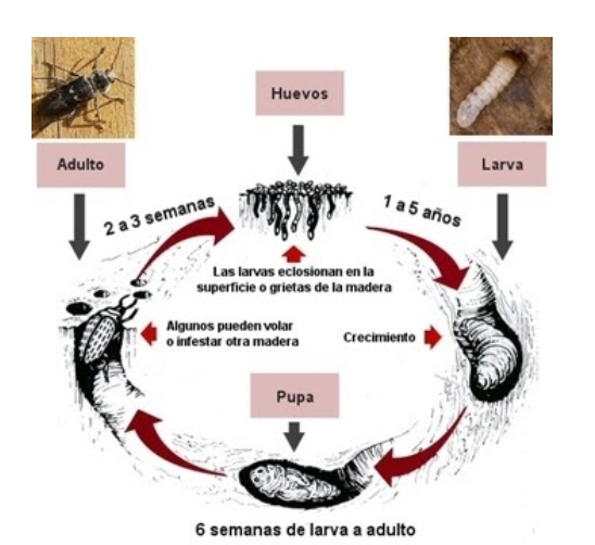 Insectos de ciclo larvario