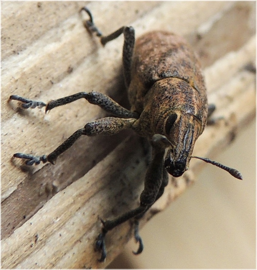 Gorgojo de la madera tratado por ITM