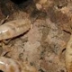 termita obrera