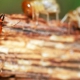 Tipos de termitas