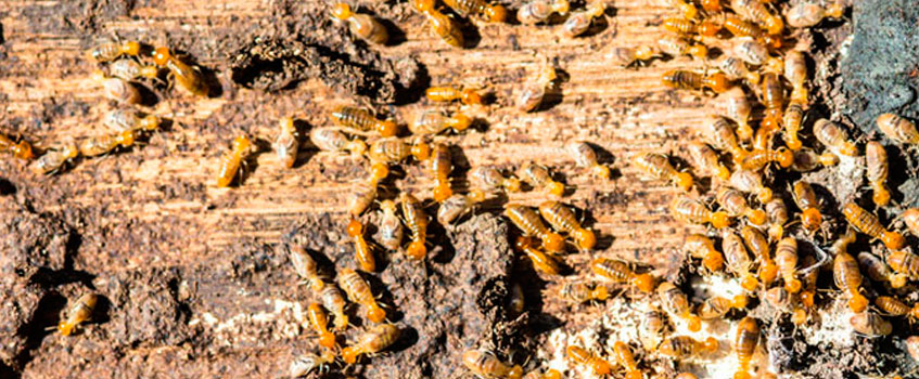 termitas en viga de madera