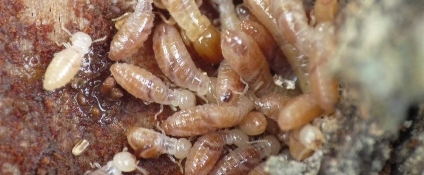 termitas kalotermes 1