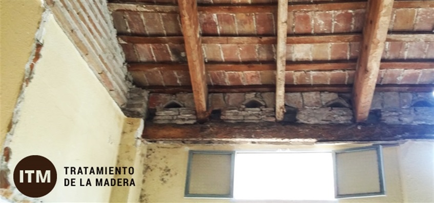 10 Tips para evitar termitas en tu casa